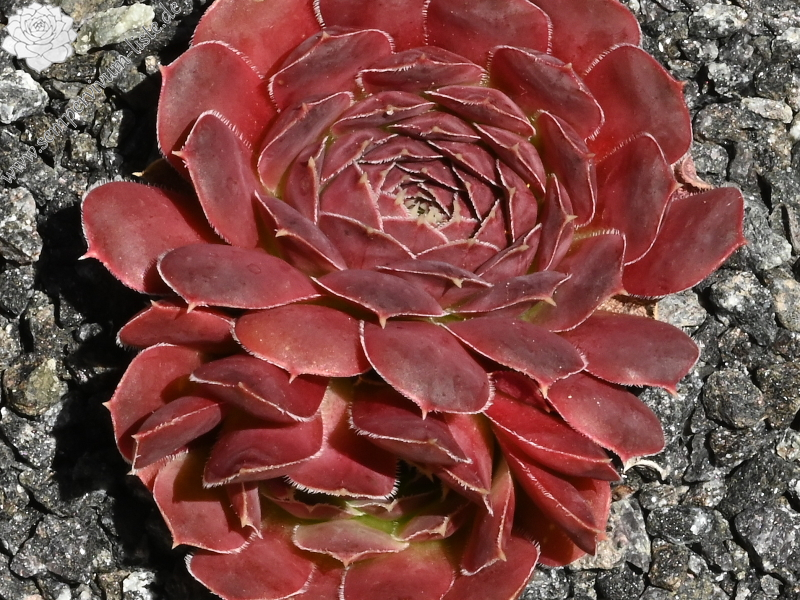 Korspelse Zilpa / Jovi
