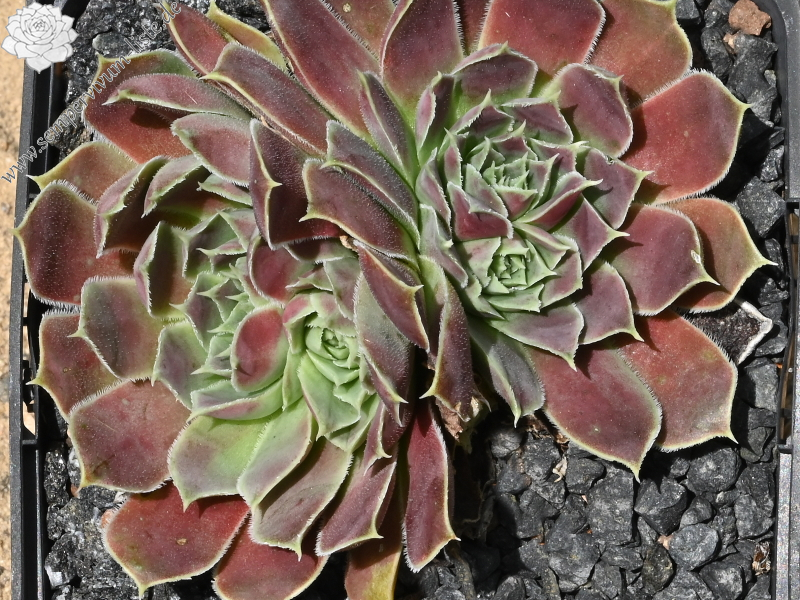 Marculina / Jovi