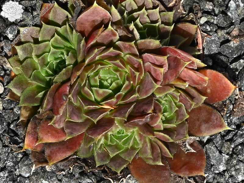 Neanias / Jovi