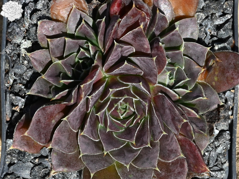 Pfälzer Dunkelfelder / Jovi