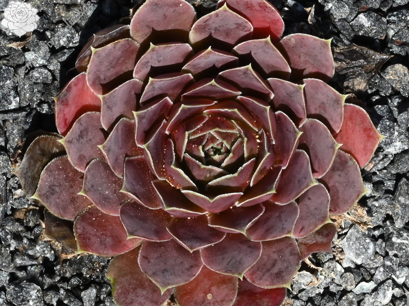 Volcan de Aqua / Jovi