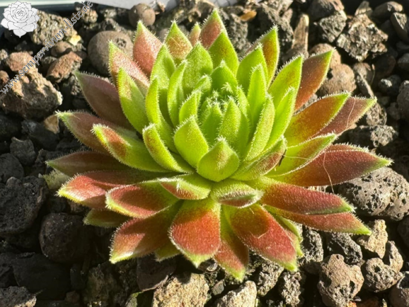 Devils Flame
