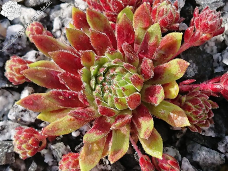 Devils Flame