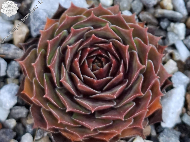 Queen of Rock´n Roll 