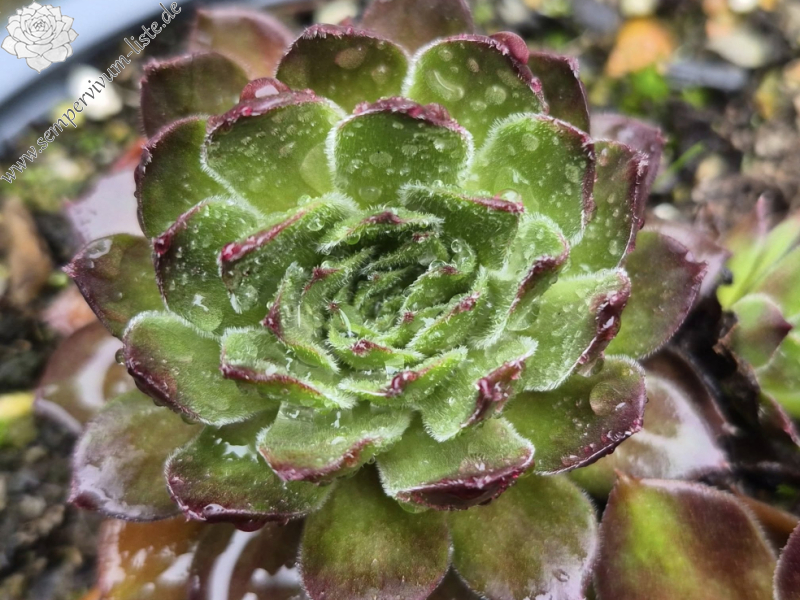 Poseidon