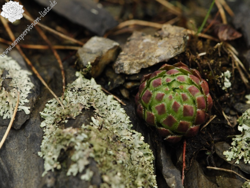 globiferum ssp. globiferum from Krašovské skály
