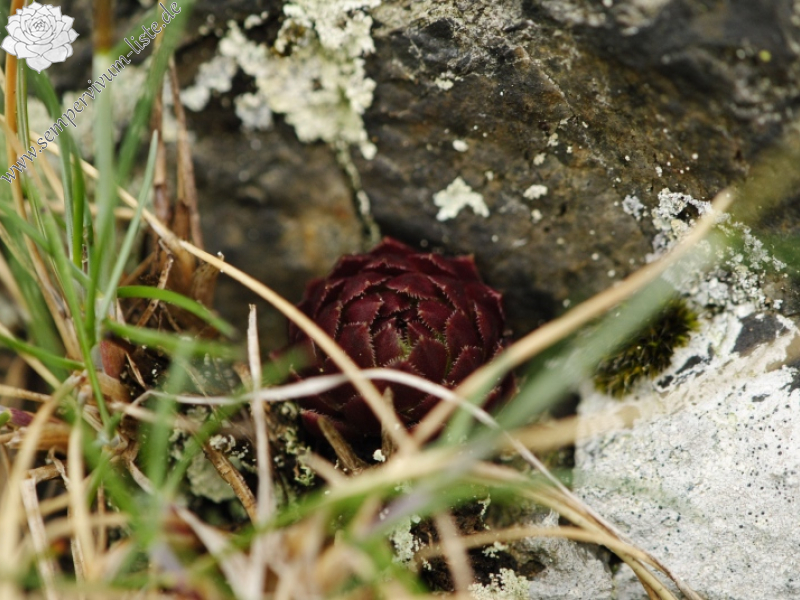 globiferum ssp. globiferum from Krašovské skály