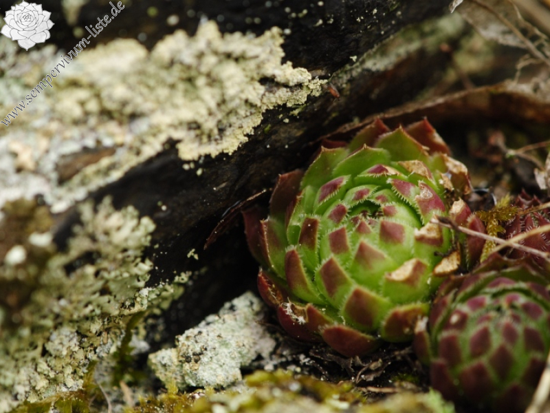 globiferum ssp. globiferum from Krašovské skály