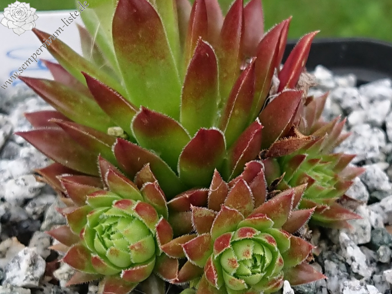 My cochinella