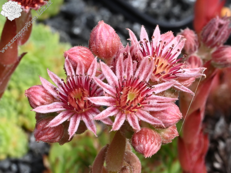 Winter Blush