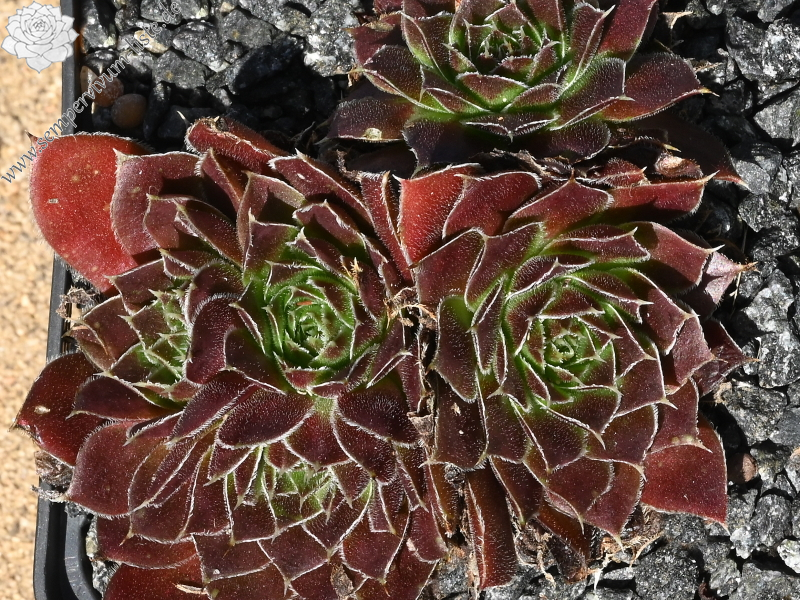 Bertwin / Jovi ( II )