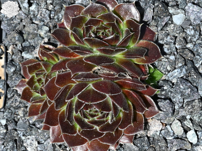 Bertwin / Jovi ( II )