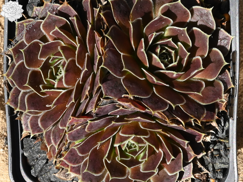 Kaus Australis / Jovi