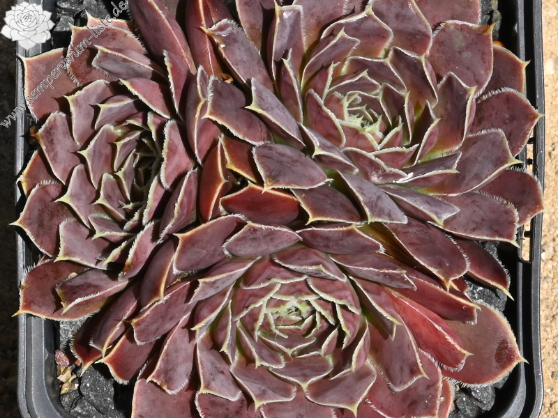 Kaus Australis / Jovi