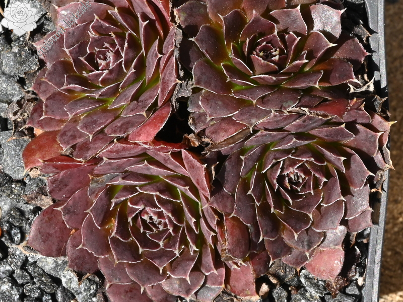 Korspelse Benonte