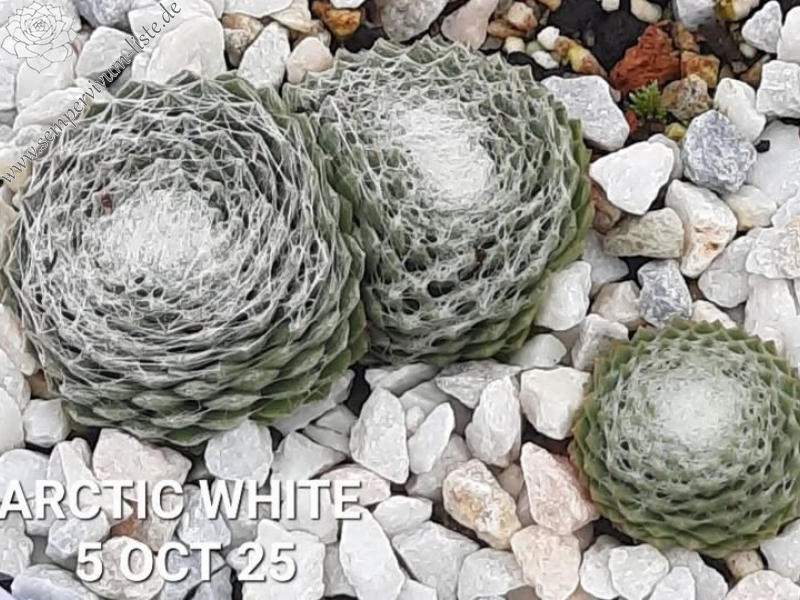 Arctic White©