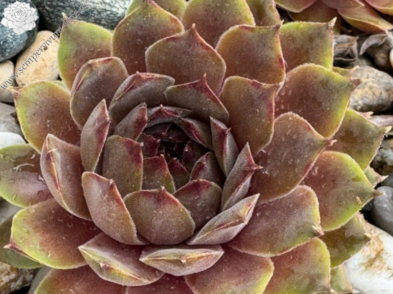 Rosenzobels Olive
