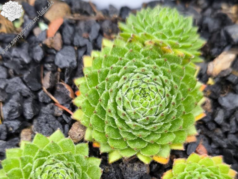 SR Landshuter Hochzeit