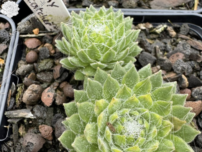 Sunray Dream Catcher