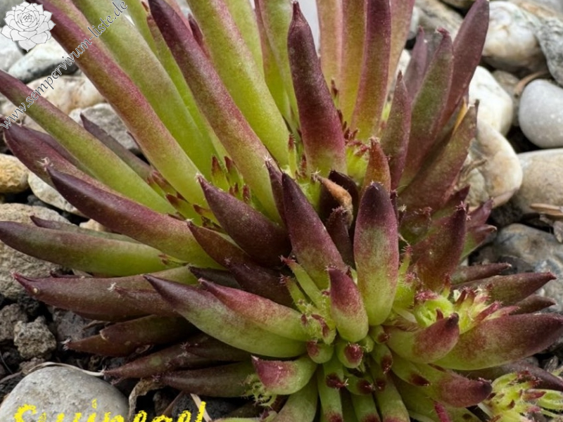 Swinegel