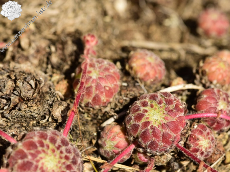 ciliosum ssp. octopodes from Kajmakčalan, SO Abhang, 1