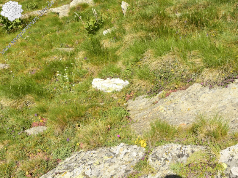 ciliosum ssp. octopodes from Kajmakčalan, SO Abhang, 2