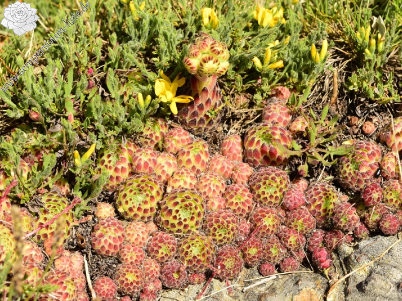 ciliosum ssp. octopodes from Kajmakčalan, SO Abhang, 2