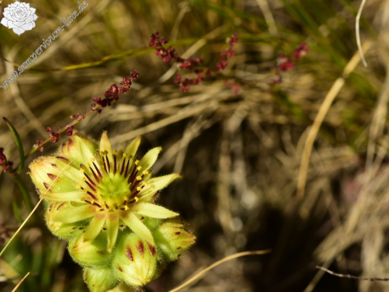 ciliosum ssp. octopodes from Kajmakčalan, SO Abhang, 2