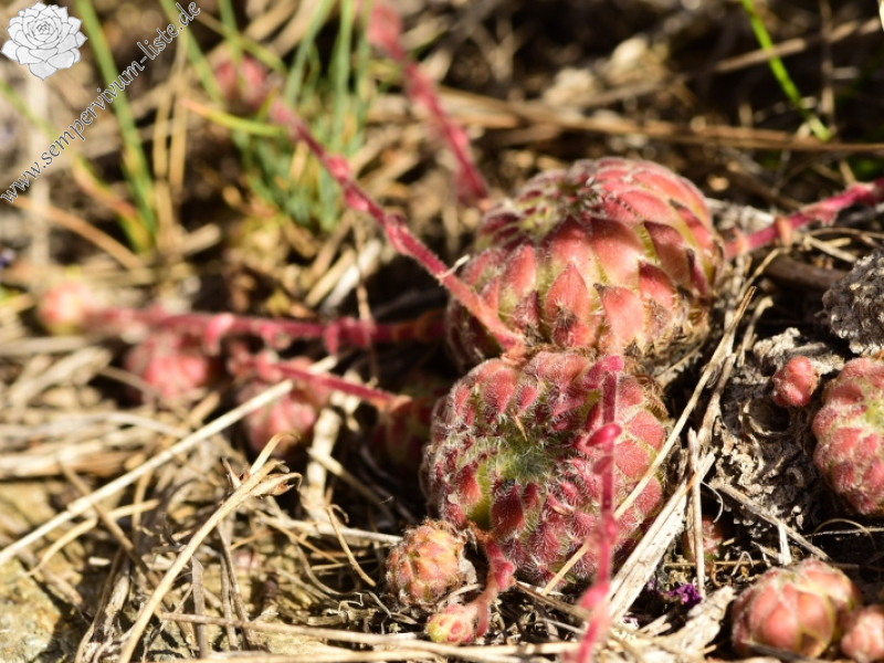 ciliosum ssp. octopodes from Kajmakčalan, SO Abhang, 1