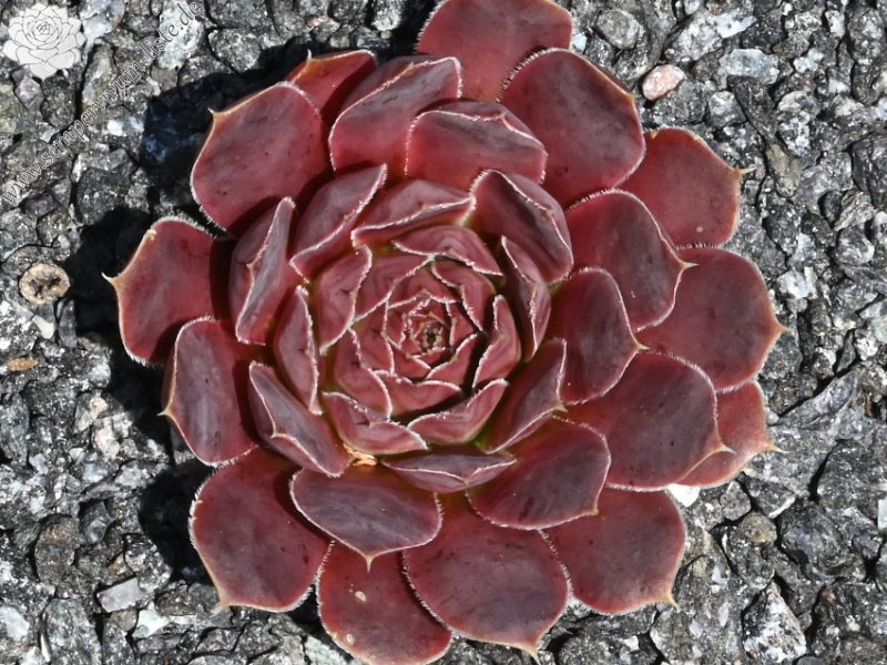 Campi Flegrie / Jovi