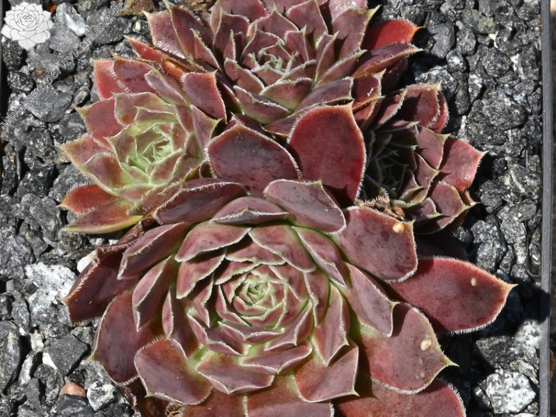 Cornelis Versteeg / Jovi