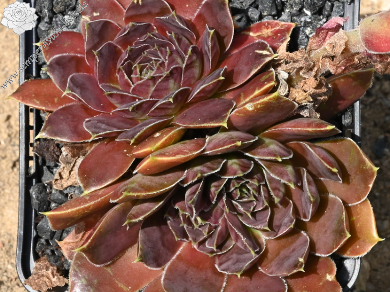 Crystal Palace / Jovi