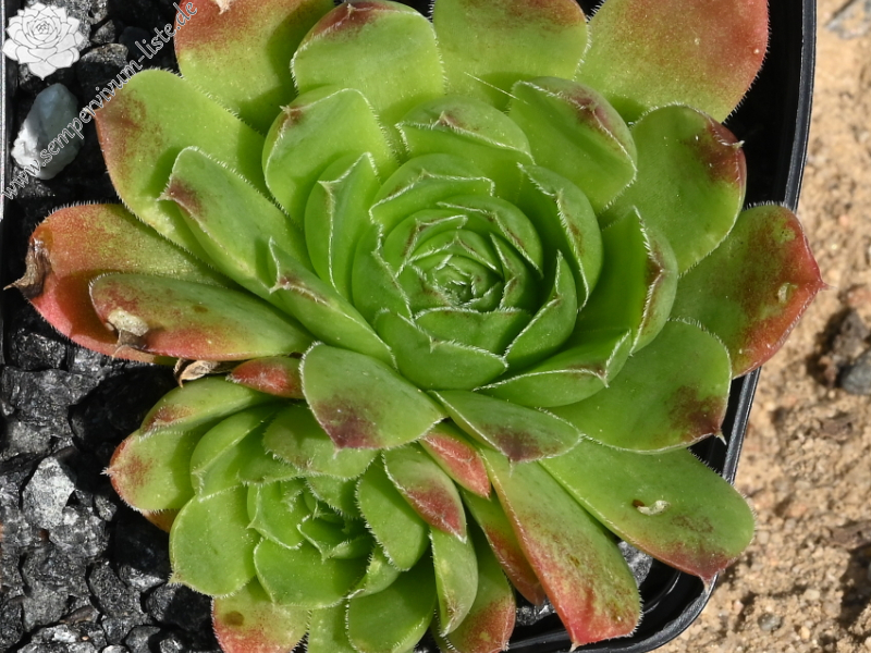 Grosser Triumph / Jovi