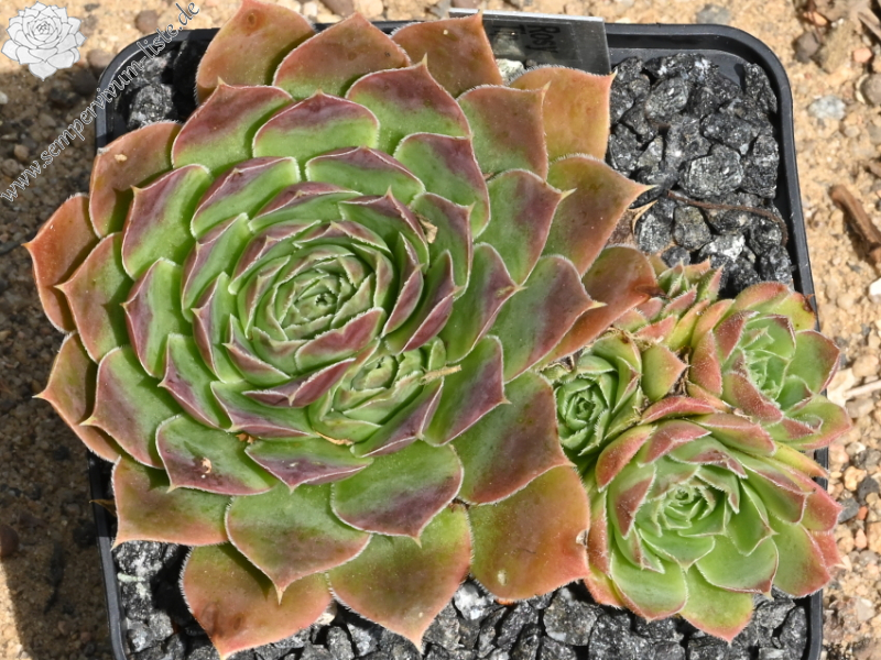 Rosy Tip / Jovi