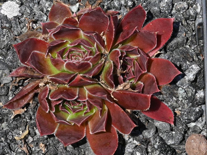 Zomerwonder / Jovi