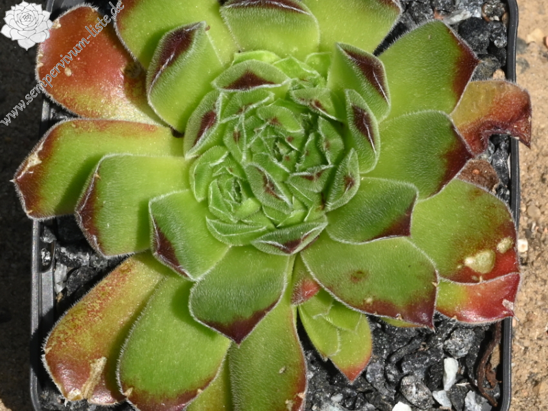 heuffelii from Karlovo