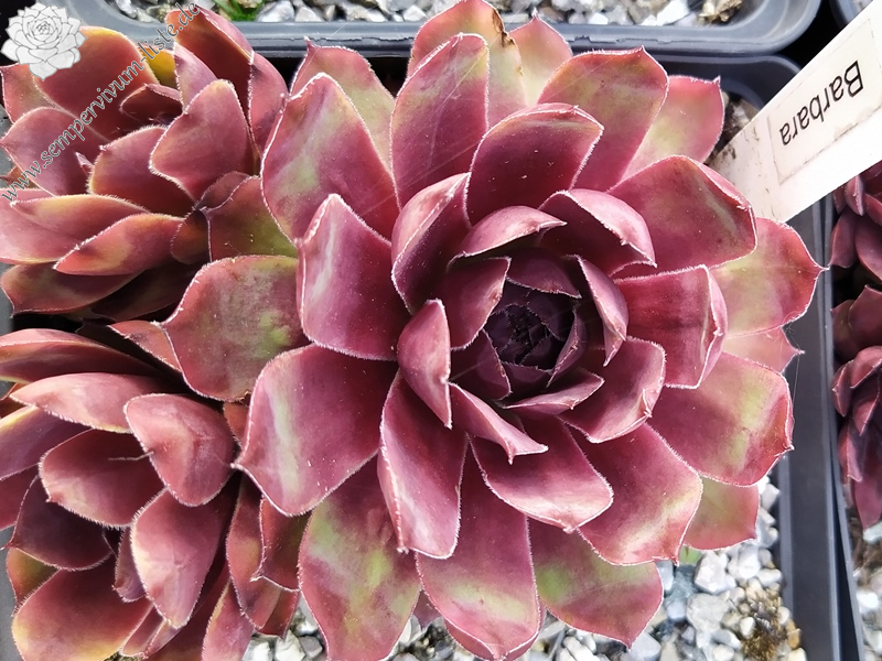 Barbara