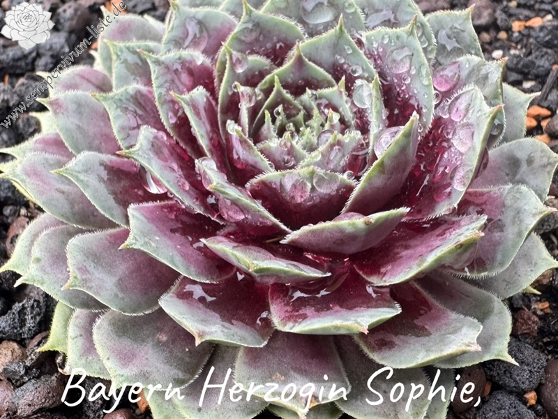 Bayern Herzogin Sophie