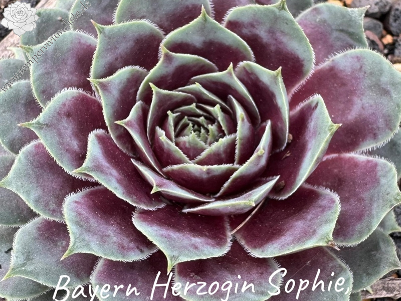 Bayern Herzogin Sophie