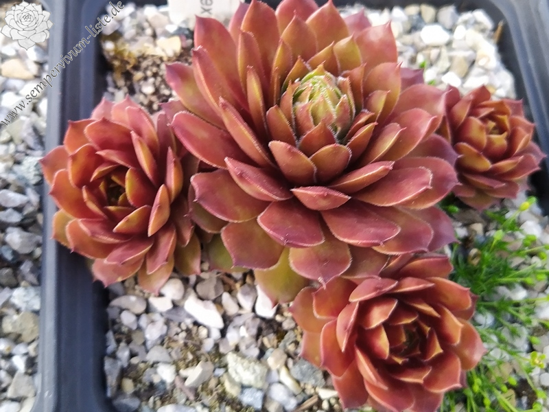 Brockenhex