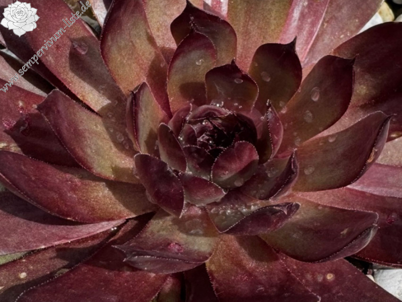 Chocolate covered Cherries