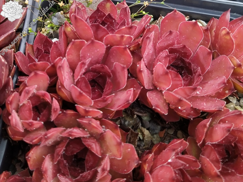 Chick Charms® Copper Canyon