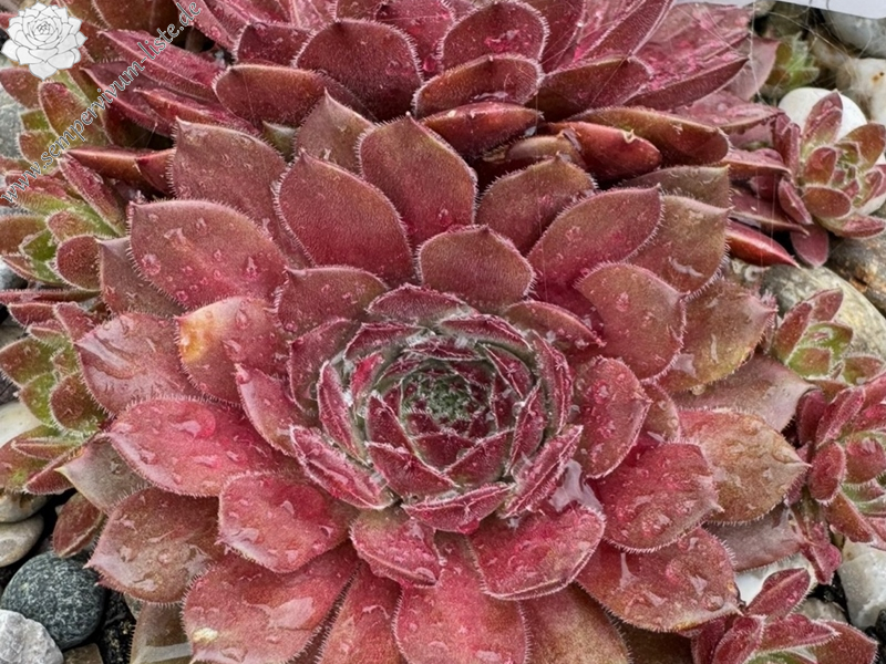 Korspelse Ecenur-Medine