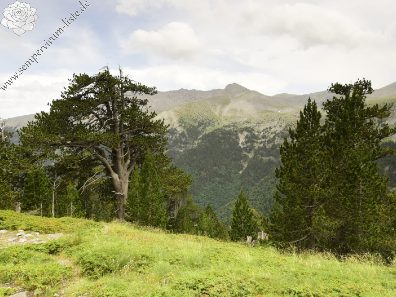 heuffelii from Chrondromesorachi