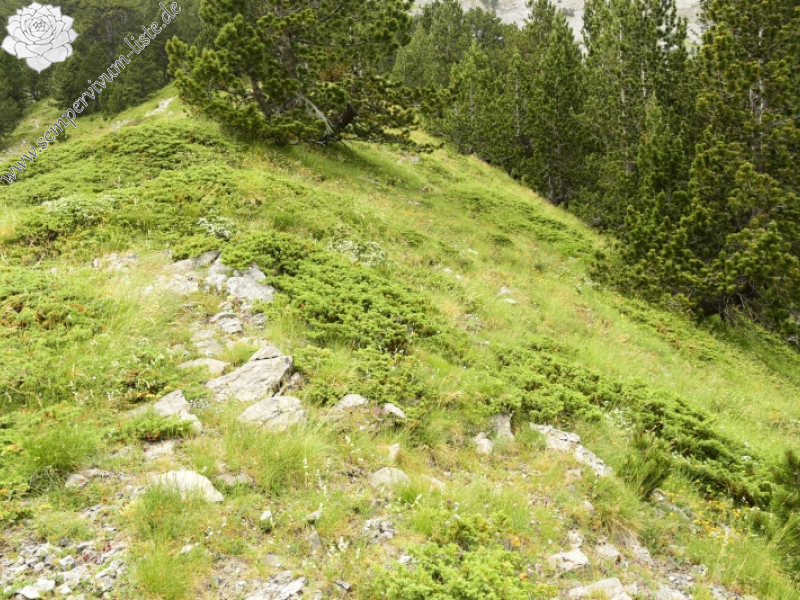 heuffelii from Chrondromesorachi