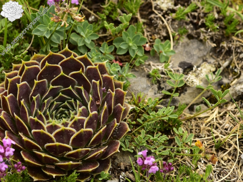 heuffelii from Chrondromesorachi