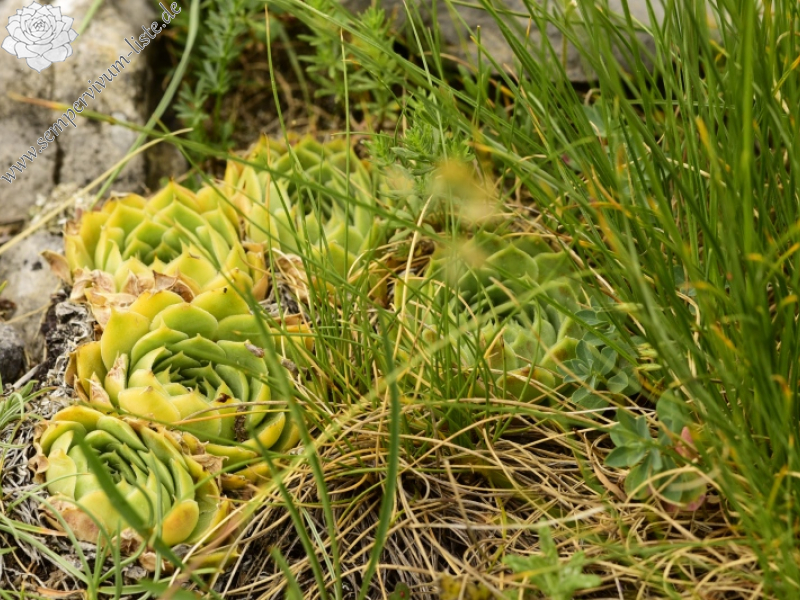 heuffelii from Chrondromesorachi