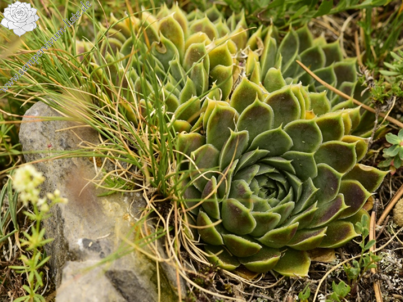 heuffelii from Chrondromesorachi