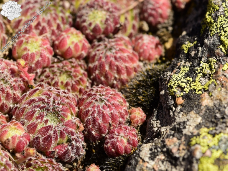 ciliosum ssp. octopodes from Kajmakčalan, Gipfel