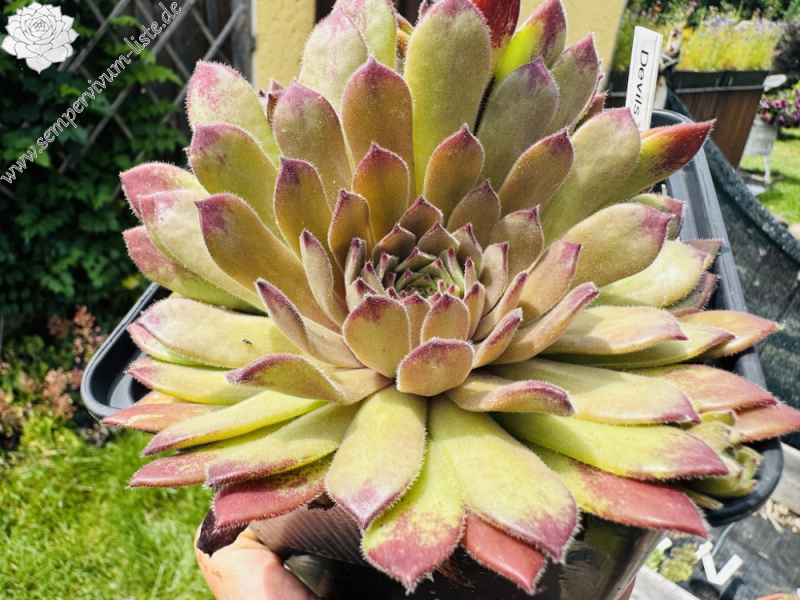 Devils Temptation (NNG)